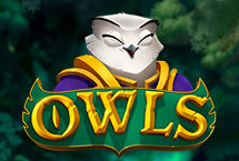 Owls 